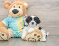 9 week old Teddy Bear Puppy For Sale - Puppy Love PR
