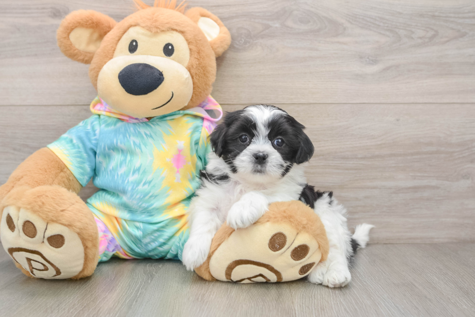Teddy Bear Puppy for Adoption