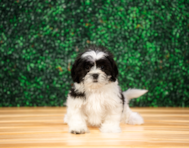 10 week old Teddy Bear Puppy For Sale - Puppy Love PR