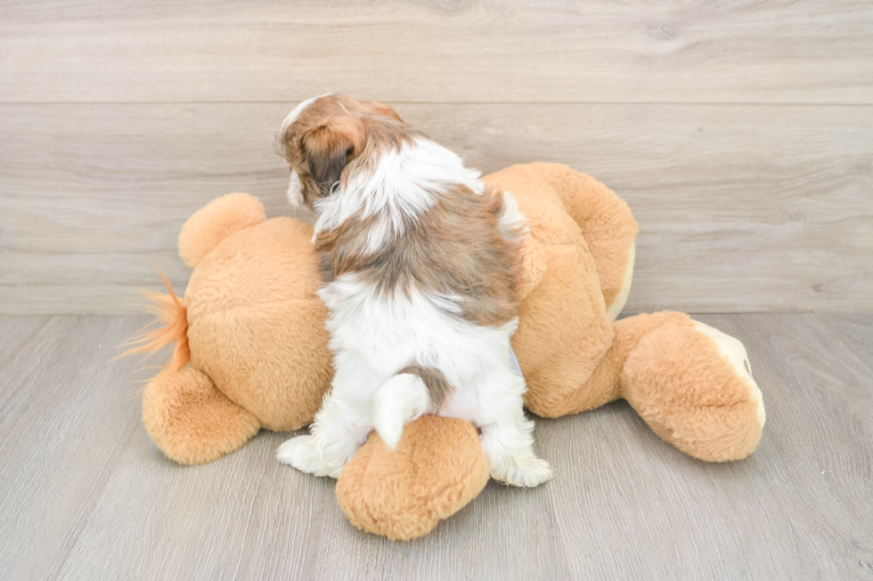 Fluffy Teddy Bear Designer Pup