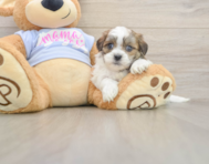 6 week old Teddy Bear Puppy For Sale - Puppy Love PR