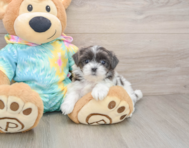 5 week old Teddy Bear Puppy For Sale - Puppy Love PR