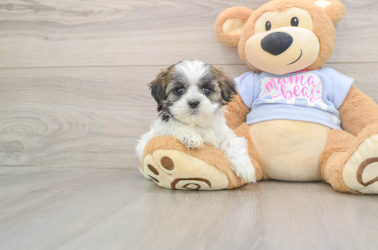 NATALIE, a Teddy Bear littermate