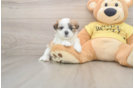 Adorable Shitzu Designer Puppy