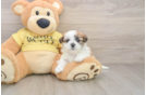 Playful Shit Designer Puppy