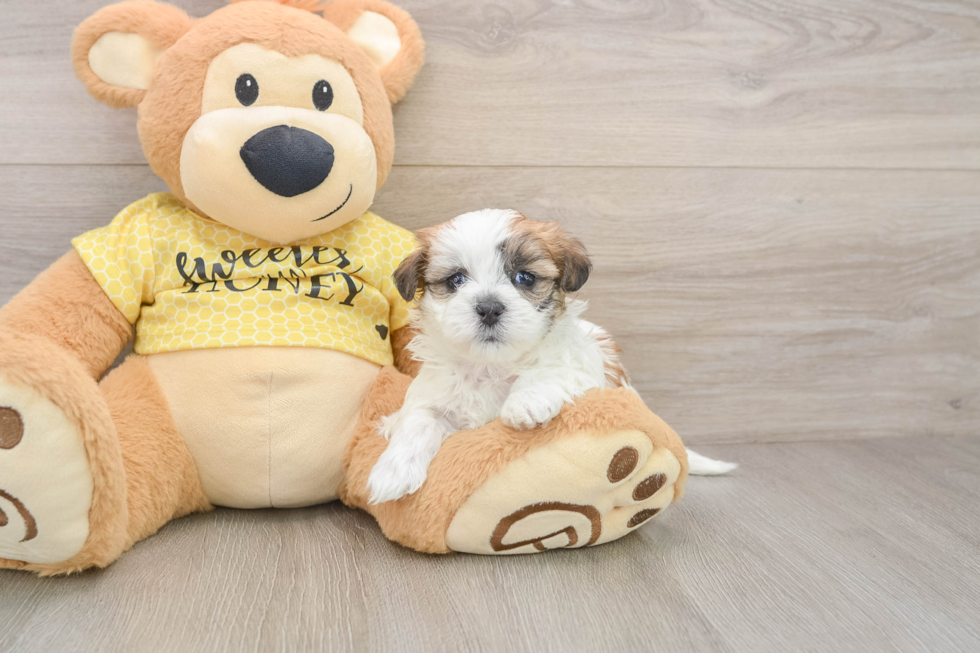 Playful Shit Designer Puppy