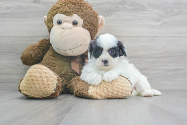 Teddy Bear Pup Being Cute