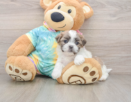 5 week old Teddy Bear Puppy For Sale - Puppy Love PR