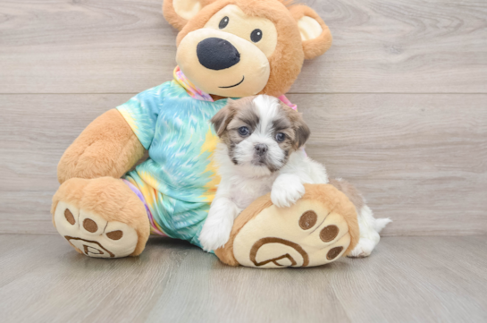 Best Teddy Bear Baby