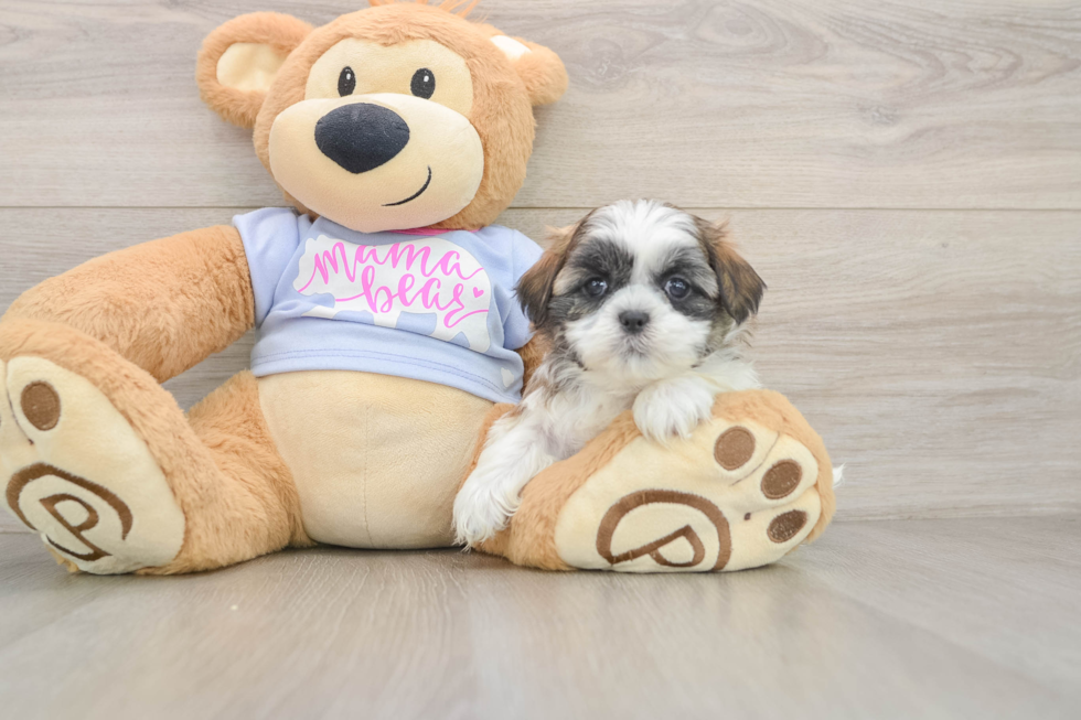 Funny Teddy Bear Designer Pup