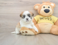 7 week old Teddy Bear Puppy For Sale - Puppy Love PR
