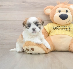 8 week old Teddy Bear Puppy For Sale - Puppy Love PR
