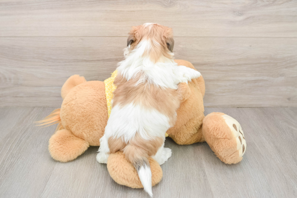 Small Teddy Bear Baby