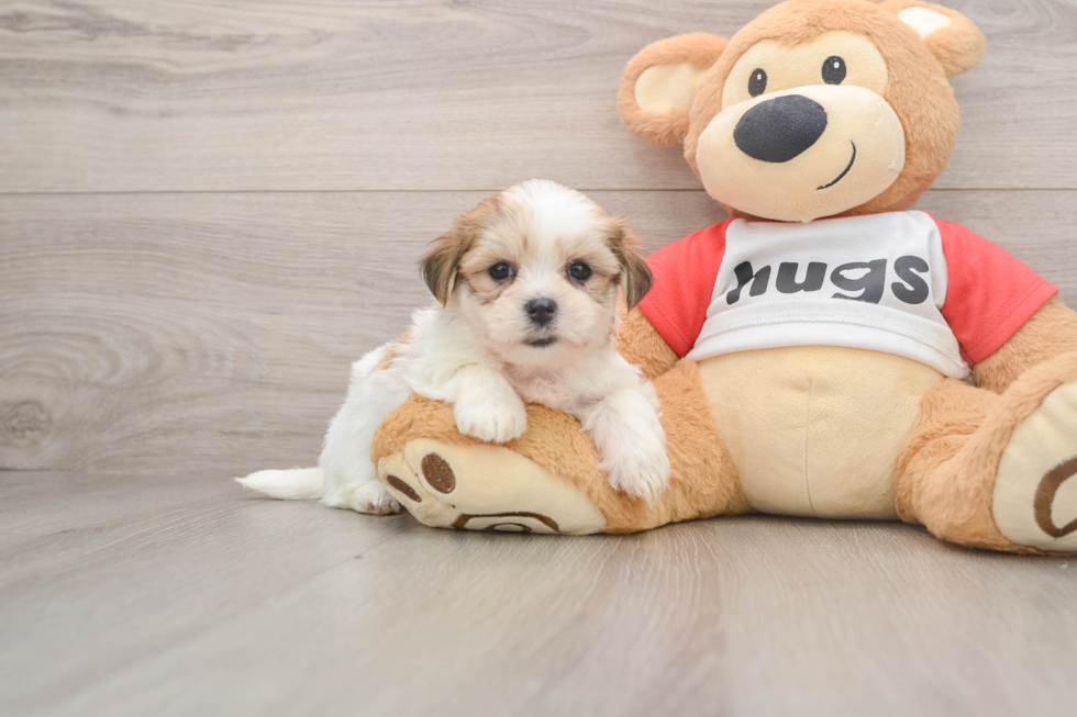 Teddy Bear Pup Being Cute