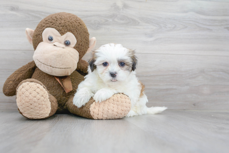 Teddy Bear Pup Being Cute