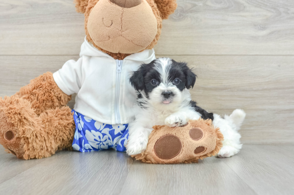 Teddy Bear Puppy for Adoption