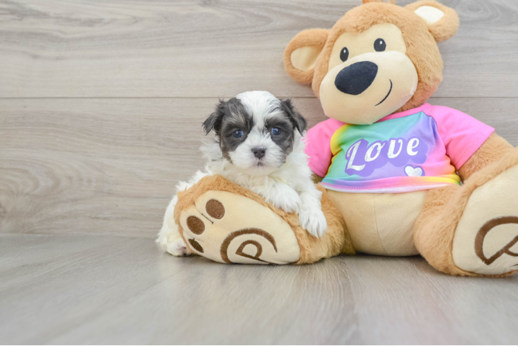 Meet Nero - our Teddy Bear Puppy Photo 1/3 - Puppy Love PR Best Teddy Bear Baby