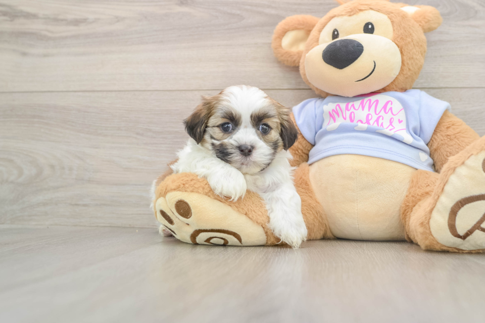 Playful Shit Designer Puppy