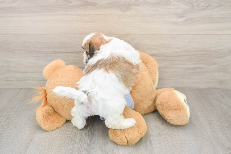 Teddy Bear Puppy for Adoption