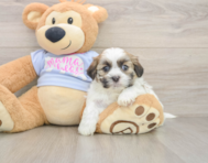 7 week old Teddy Bear Puppy For Sale - Puppy Love PR