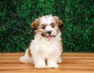 10 week old Teddy Bear Puppy For Sale - Puppy Love PR