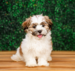 13 week old Teddy Bear Puppy For Sale - Puppy Love PR