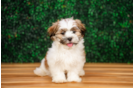Cute Teddy Bear Baby