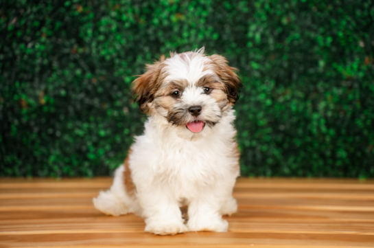 Cute Teddy Bear Baby
