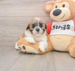 10 week old Teddy Bear Puppy For Sale - Puppy Love PR