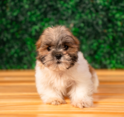 10 week old Teddy Bear Puppy For Sale - Puppy Love PR