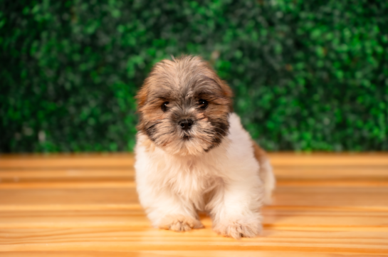 Cute Teddy Bear Baby