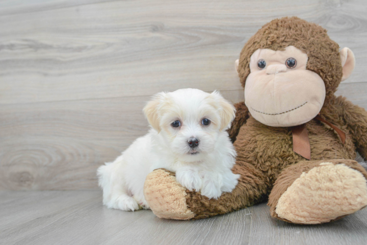 Meet Nero - our Teddy Bear Puppy Photo 1/3 - Puppy Love PR Best Teddy Bear Baby