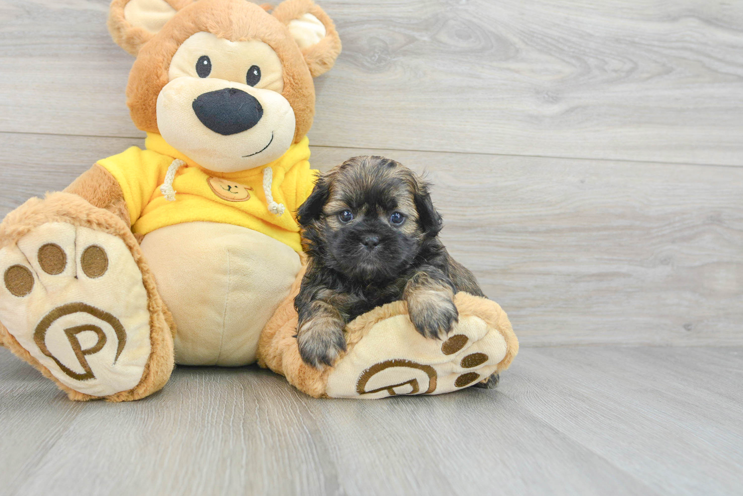 Energetic Shi Chon Designer Puppy