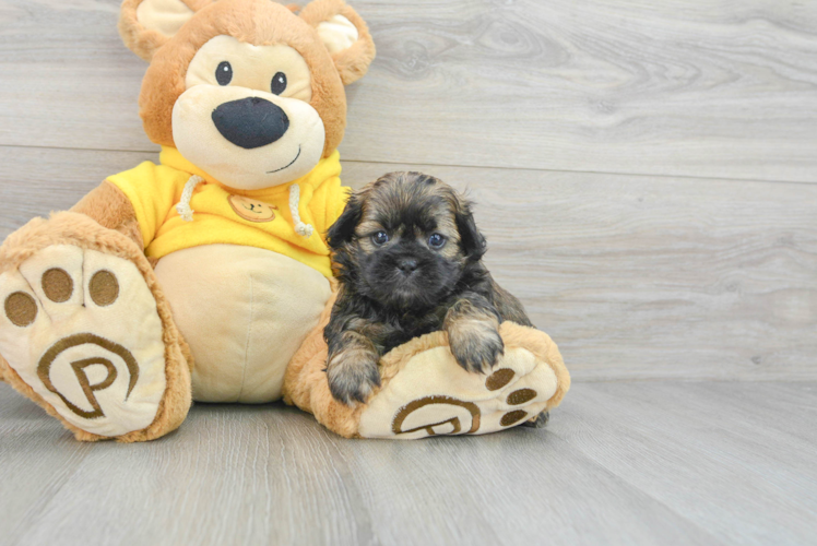 Meet Neuman - our Teddy Bear Puppy Photo 1/3 - Puppy Love PR Energetic Shi Chon Designer Puppy