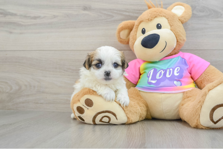 Meet Neuman - our Teddy Bear Puppy Photo 1/3 - Puppy Love PR Little Shitzu Designer Puppy
