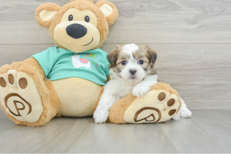 Meet Nacho - our Teddy Bear Puppy Photo 1/3 - Puppy Love PR Teddy Bear Pup Being Cute