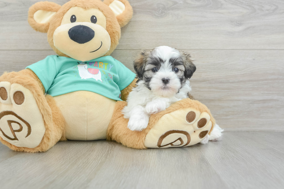 Popular Teddy Bear Designer Pup