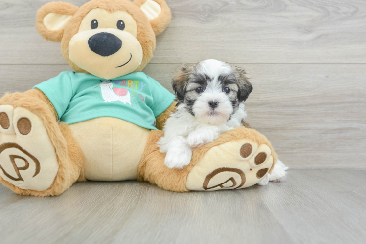 Meet Norton - our Teddy Bear Puppy Photo 1/3 - Puppy Love PR Popular Teddy Bear Designer Pup