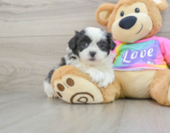 9 week old Teddy Bear Puppy For Sale - Puppy Love PR