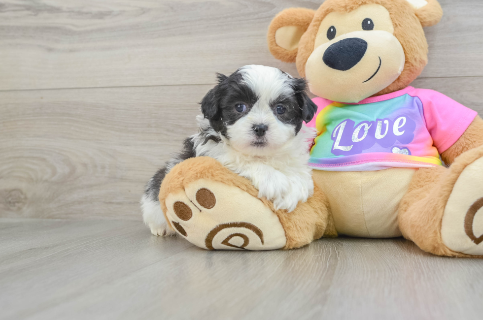 9 week old Teddy Bear Puppy For Sale - Puppy Love PR