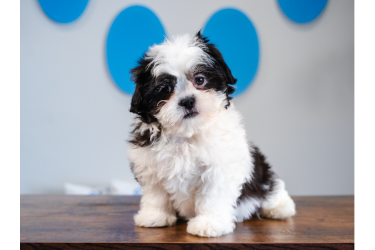 Cute Shi Chon Designer Puppy
