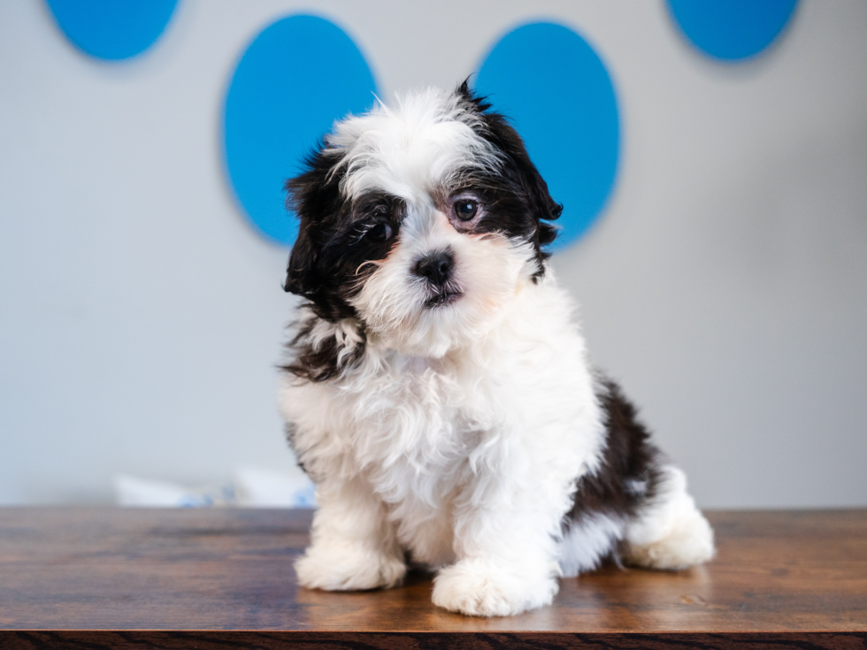 Cute Shi Chon Designer Puppy