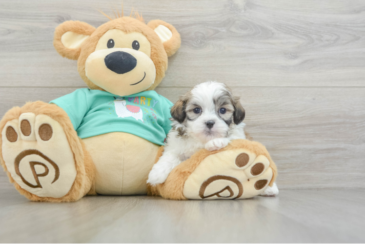Meet Nyles - our Teddy Bear Puppy Photo 1/3 - Puppy Love PR Small Teddy Bear Baby