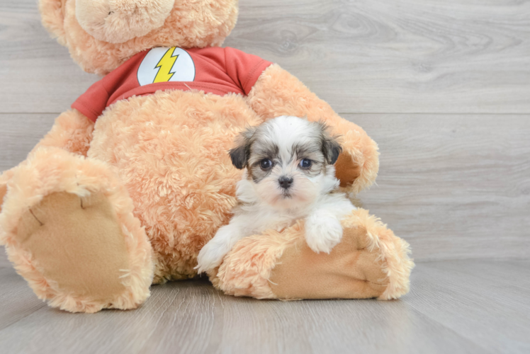 Meet Nymeria - our Teddy Bear Puppy Photo 1/3 - Puppy Love PR Petite Teddy Bear Designer Pup