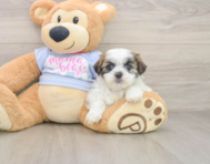 7 week old Teddy Bear Puppy For Sale - Puppy Love PR