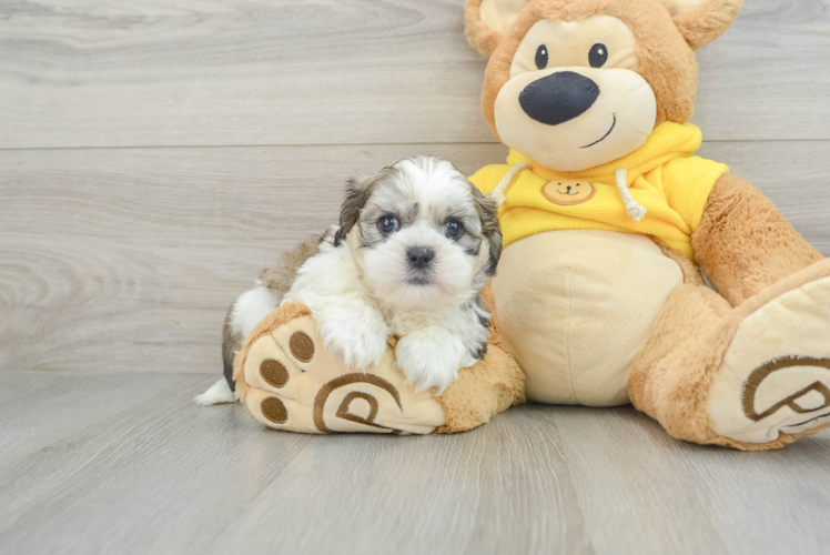Meet Oakley - our Teddy Bear Puppy Photo 1/3 - Puppy Love PR Teddy Bear Puppy for Adoption