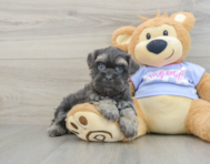 8 week old Teddy Bear Puppy For Sale - Puppy Love PR