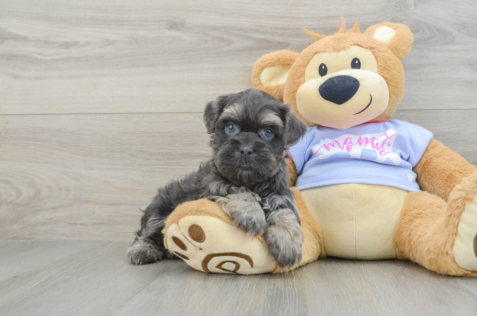 8 week old Teddy Bear Puppy For Sale - Puppy Love PR