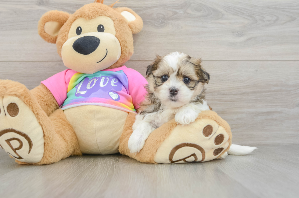 5 week old Teddy Bear Puppy For Sale - Puppy Love PR