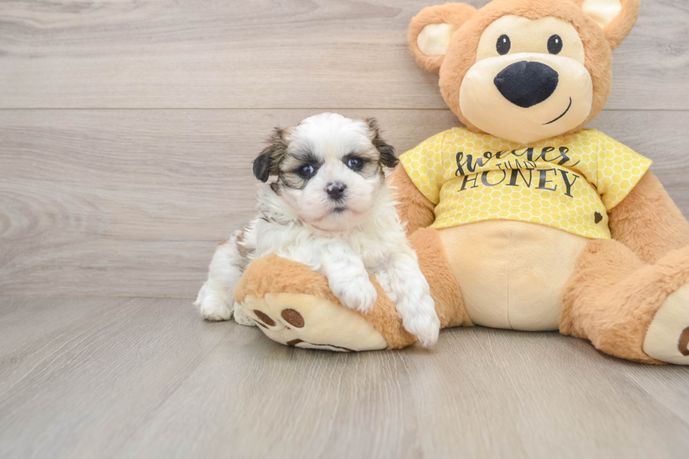 Petite Teddy Bear Designer Pup